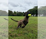 Small #2 Holland Shepherd-Plott Hound Mix
