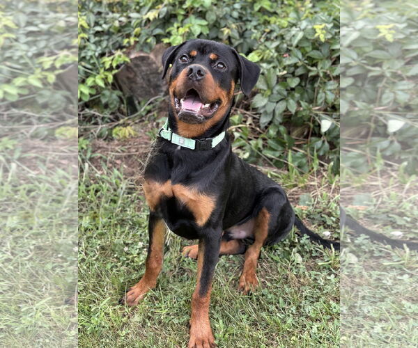 Medium Photo #4 Rottweiler Puppy For Sale in Spring Lake, NJ, USA