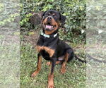 Small #3 Rottweiler