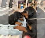 Small Photo #47 Rottweiler Puppy For Sale in OAK GLEN, CA, USA