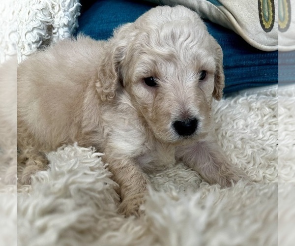 Medium Photo #6 Goldendoodle Puppy For Sale in PENSACOLA, FL, USA