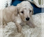 Small #5 Goldendoodle