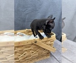 Small Photo #10 Chihuahua Puppy For Sale in SAINT AUGUSTINE, FL, USA