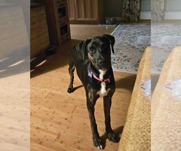 Medium Photo #5 Labrador Retriever-Unknown Mix Puppy For Sale in Thomasville, NC, USA