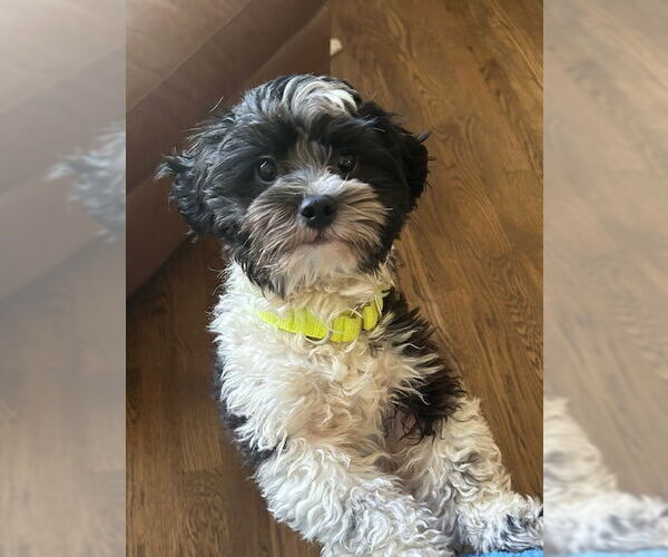 Medium Photo #1 Shih Tzu-Unknown Mix Puppy For Sale in Oak Bluffs, MA, USA