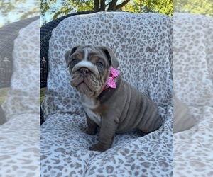 English Bulldog Puppy for Sale in SPENCERPORT, New York USA