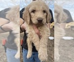 Small Photo #4 Goldendoodle Puppy For Sale in ELLISGROVE, IL, USA