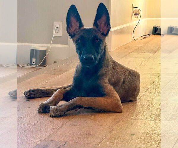 Medium Photo #7 Mutt Puppy For Sale in Dana Point, CA, USA