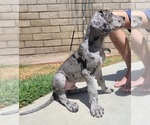 Small #24 Great Dane
