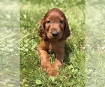 Image preview for Ad Listing. Nickname: Litter of 11