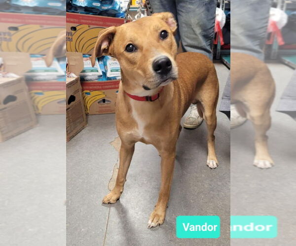 Medium Photo #2 American Pit Bull Terrier-Labrador Retriever Mix Puppy For Sale in Richmond, IN, USA