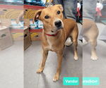 Small #1 American Pit Bull Terrier-Labrador Retriever Mix