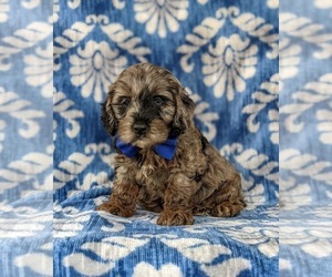 Cock-A-Poo Puppy for sale in KIRKWOOD, PA, USA
