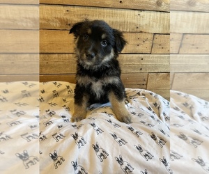 Australian Shepherd-German Shepherd Dog Mix Puppy for sale in BERRIEN SPRINGS, MI, USA