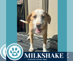 Small #2 Beagle-Catahoula Leopard Dog Mix