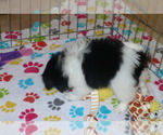 Small Photo #6 Japanese Chin Puppy For Sale in ORO VALLEY, AZ, USA