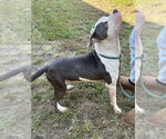 Small #1 American Pit Bull Terrier