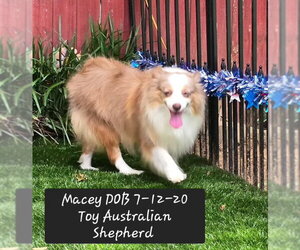 Australian Shepherd Dogs for adoption in York, SC, USA