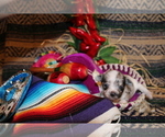 Small Photo #73 Chihuahua Puppy For Sale in CHARLESTON, AR, USA