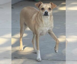 Pretty - Female Chihuahua-Unknown Mix Dog for Adoption - Photo #3