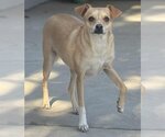 Small Photo #3 Chihuahua-Unknown Mix Puppy For Sale in Visalia, CA, USA