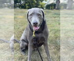 Small #5 Great Dane-Labrador Retriever Mix