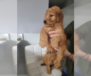 Goldendoodle-YorkiePoo Mix Puppy for sale in CHATSWORTH, GA, USA