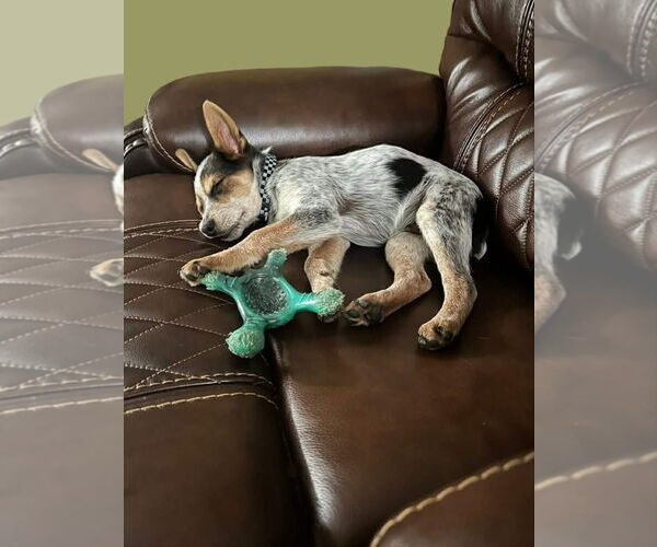 Medium Photo #3 Mutt Puppy For Sale in Gretna, NE, USA