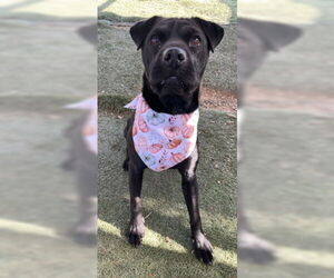 Medium Labrador Retriever Mix