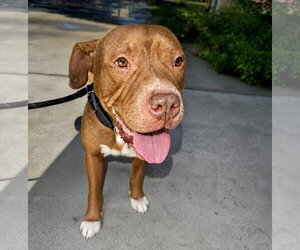 Lucius fka Shuppo - Male Mastiff-Staffordshire Bull Terrier Mix Dog for Adoption - Photo #12
