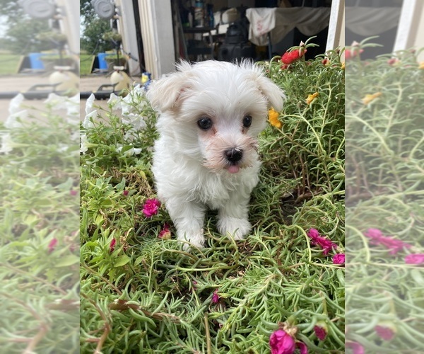 Medium Photo #2 Maltese Puppy For Sale in FREDONIA, KS, USA