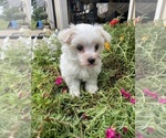 Small #1 Maltese