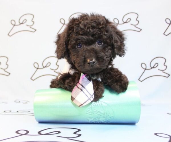 Medium Photo #11 Poodle (Miniature) Puppy For Sale in LAS VEGAS, NV, USA