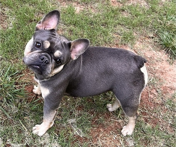 Medium Photo #1 French Bulldog Puppy For Sale in JEFFERSON, GA, USA