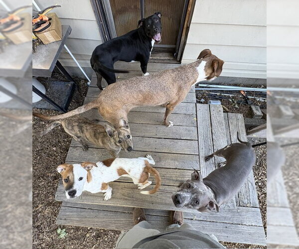 Medium Photo #3 Mutt Puppy For Sale in Sandy, UT, USA