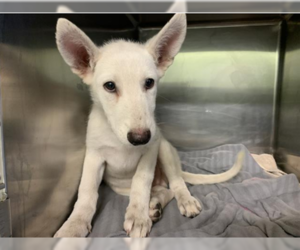 Siberian Husky-Unknown Mix Dogs for adoption in Woodbury, NY, USA