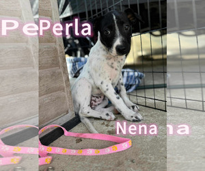 Pointer-Unknown Mix Dogs for adoption in Jefferson, NJ, USA