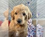 Small #15 Goldendoodle
