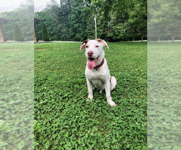 Medium Photo #5 Mutt Puppy For Sale in White Bluff, TN, USA