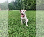Small #4 Mutt