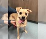 Small Puggle