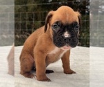 Small #3 Boxer