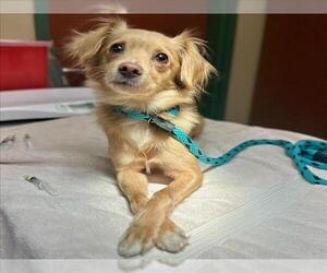 Chihuahua Dogs for adoption in Rancho Cucamonga, CA, USA