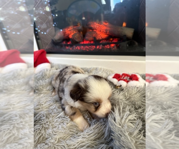Medium Photo #13 Miniature Australian Shepherd Puppy For Sale in QUINCY, CA, USA