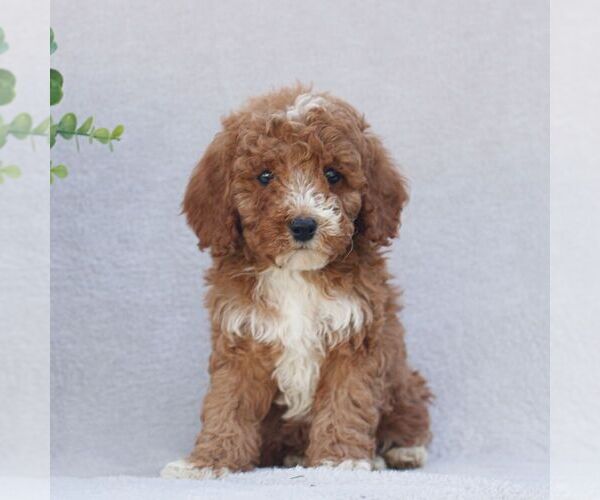 Medium Photo #1 Goldendoodle (Miniature) Puppy For Sale in EPHRATA, PA, USA