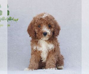 Goldendoodle (Miniature) Puppy for sale in EPHRATA, PA, USA