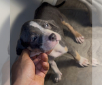 Puppy Puppy 4 American Bully