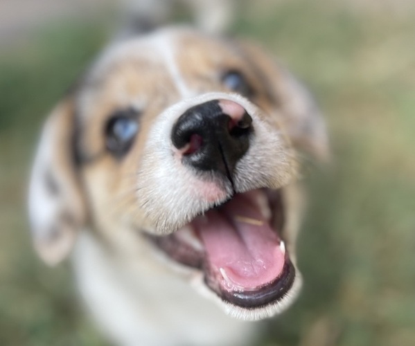 Medium Photo #6 American Corgi Puppy For Sale in COLLEGE STATION, TX, USA