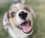 Small Photo #6 American Corgi Puppy For Sale in COLLEGE STATION, TX, USA