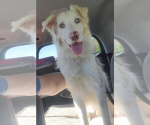 Riley (TN) - Male Australian Shepherd-Unknown Mix Dog for Adoption - Photo #4